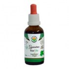 Gymnema-lesni-AF-tinktura-5