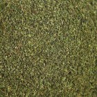 kopriva-semena-susene-zelen